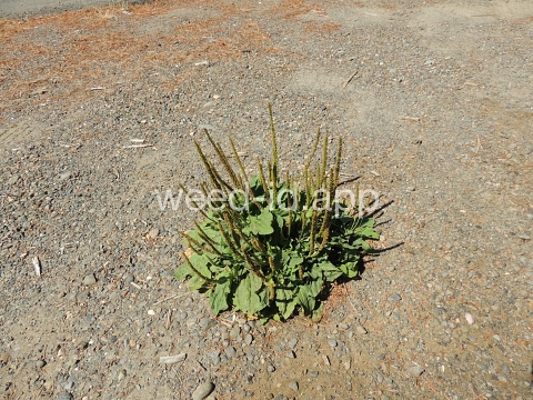 plantain, broadleaf